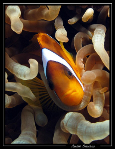 clown dans son anémone by André Bruchez 
